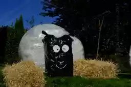 'Schaf' in a higher resolution