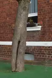 'Stumps' in a higher resolution