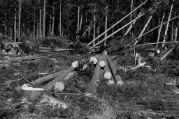 'Baumsterben' in a higher resolution